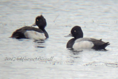 Tufted Duck and Lesser Scaup