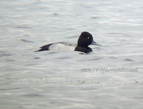 Lesser Scaup