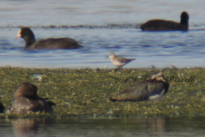 Little Stint 