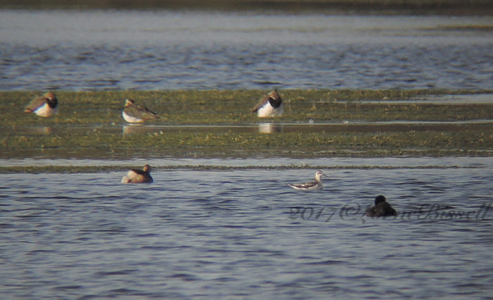 Grey Phalarope