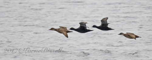 Common Scoters