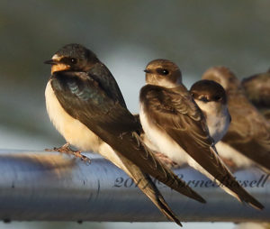 Swallows and Martins