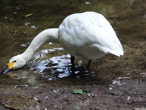 Bewick’s Swan (Cygnus columbianus)
