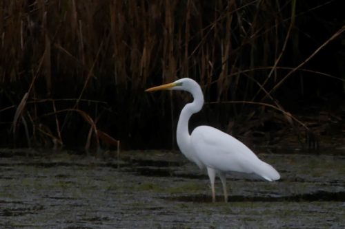 Great Egret