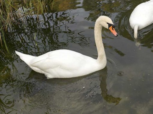 Mute Swan (Cygnus olor)