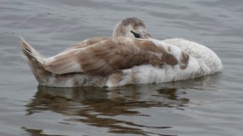 Mute Swan