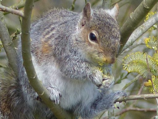 Grey Squirrel (Sciurus carolinensis)