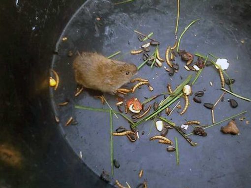 Bank Vole (Clethrionomys glareolus)