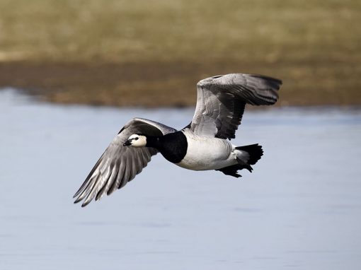 Barnacle Goose (Branta leucopsis)