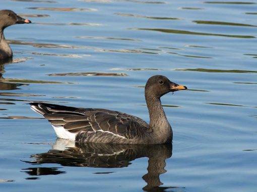 Bean Goose (Anser fabalis)