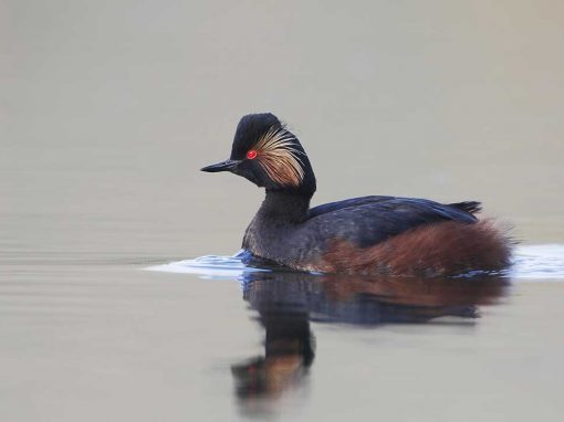 Black-necked Grebe (Podiceps nigricollis)