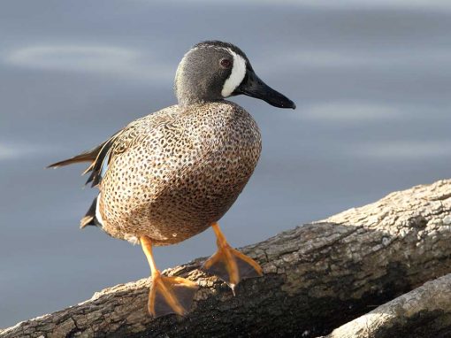 Blue-winged Teal (Anas discors)