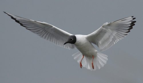 Bonaparte's Gull, Longham Lakes 21/04/2018 (Brett Spencer)