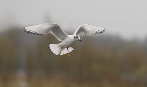 Bonaparte's Gull