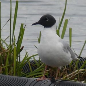 Bonaparte's Gull