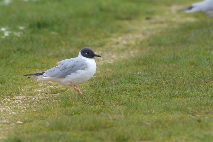 Bonaparte's Gull