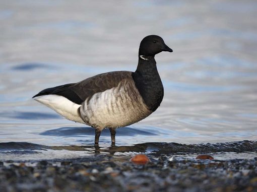 Brent Goose (Branta bernicla)