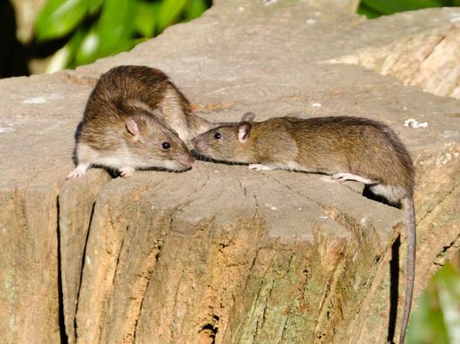 Brown Rat (Rattus norvegicus)