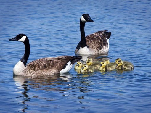 Canada Goose (Branta canadensis)