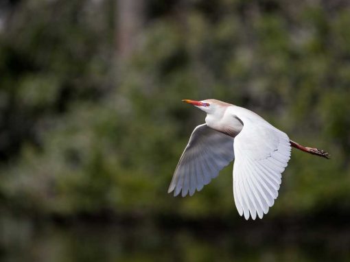 Cattle Egret (Bubulcus ibis)