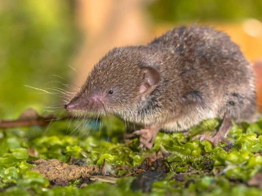 Common Shrew (Sorex araneus)