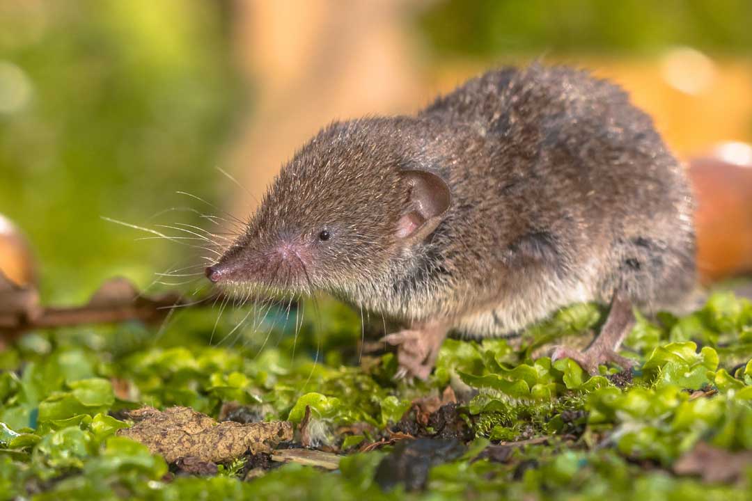 Common Shrew Sorex Araneus Www birdwords co uk Common Shrew Sorex Araneus Www birdwords co uk