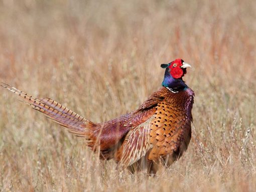 Common Pheasant (Phasianus colchicus)