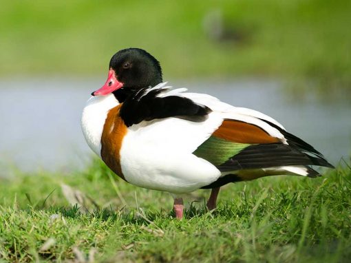 Common Shelduck (Tadorna tadorna)