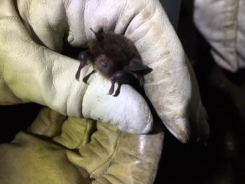 Daubenton's Bat