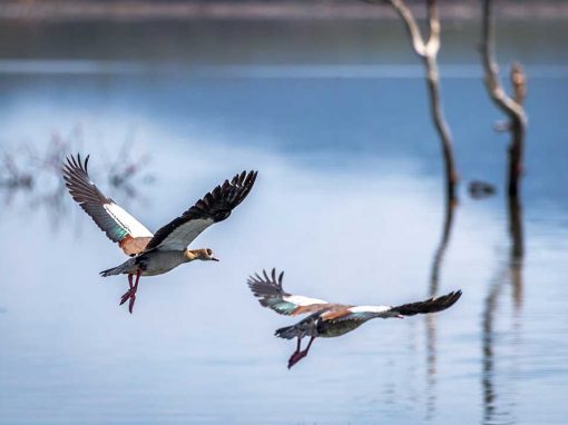 Egyptian Goose (Alopochen aegyptiaca)