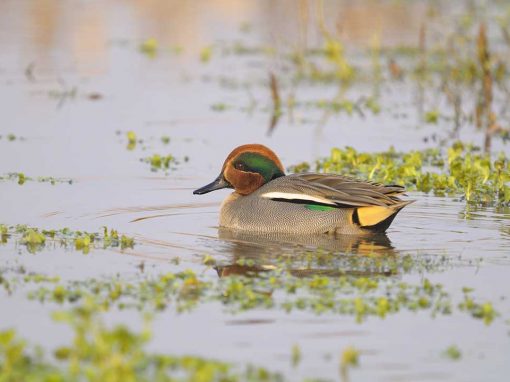 Eurasian Teal (Anas crecca)