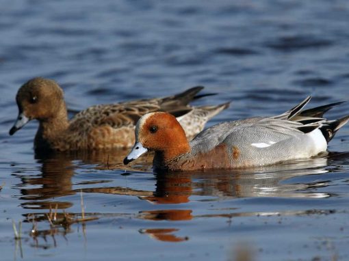 Eurasian Wigeon (Anas penelope)