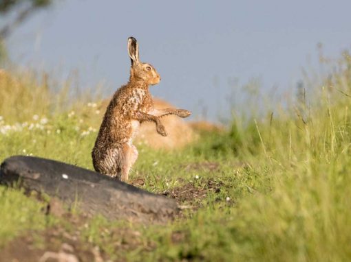 European Hare (Lepus europaeus)