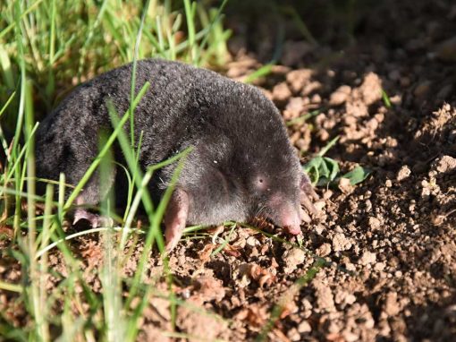 European Mole (Talpa europaea)