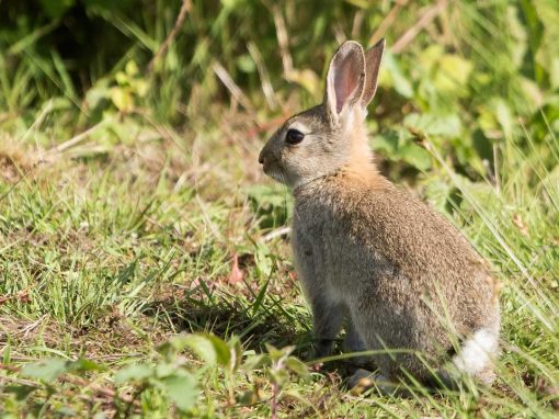 European Rabbit (Oryctolagus cuniculus)