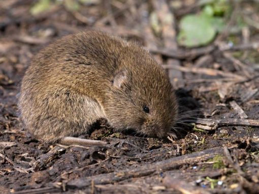 Field Vole (Microtus agrestis)