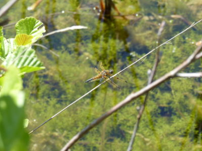 Four-spotted Chaser