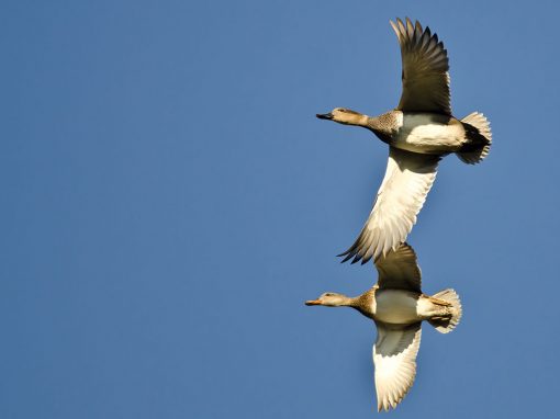 Gadwall (Anas strepera)