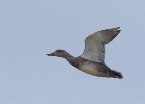 Gadwall