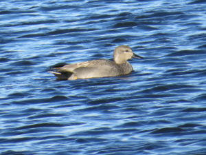 Gadwall