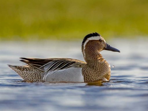 Garganey (Anas querquedula)