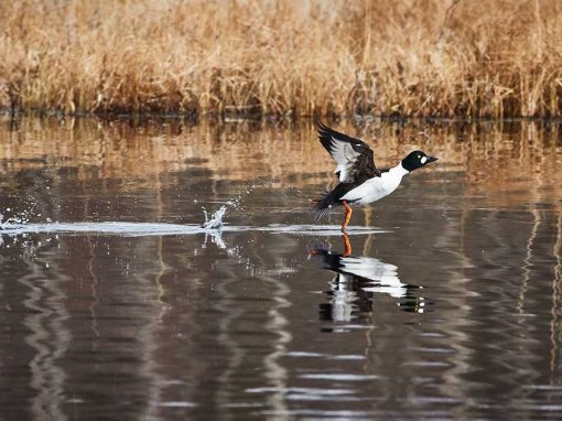 Goldeneye (Bucephala clangula)