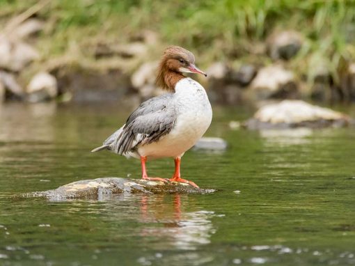 Goosander (Mergus merganser)