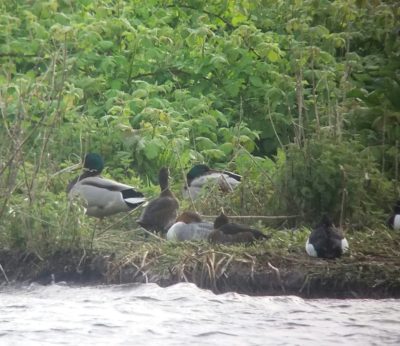 Goosander