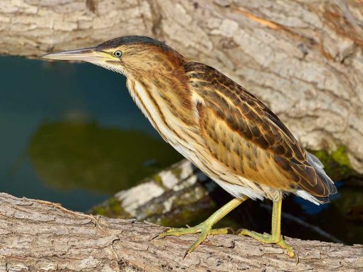 Great Bittern (Botaurus stellaris)