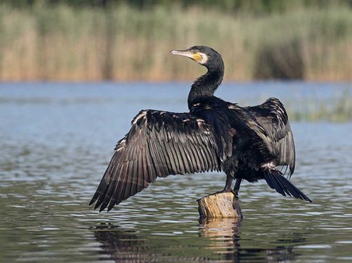 Great Cormorant (Phalacrocorax carbo)