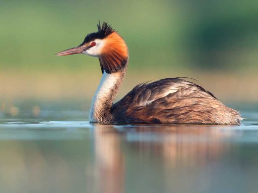 Great Crested Grebe (Podiceps cristatus)