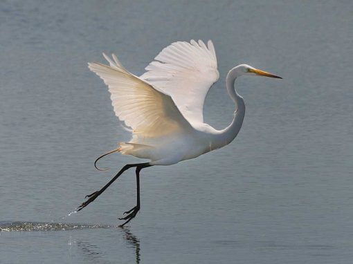 Great Egret (Ardea alba)