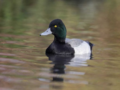 Greater Scaup (Aythya marila)