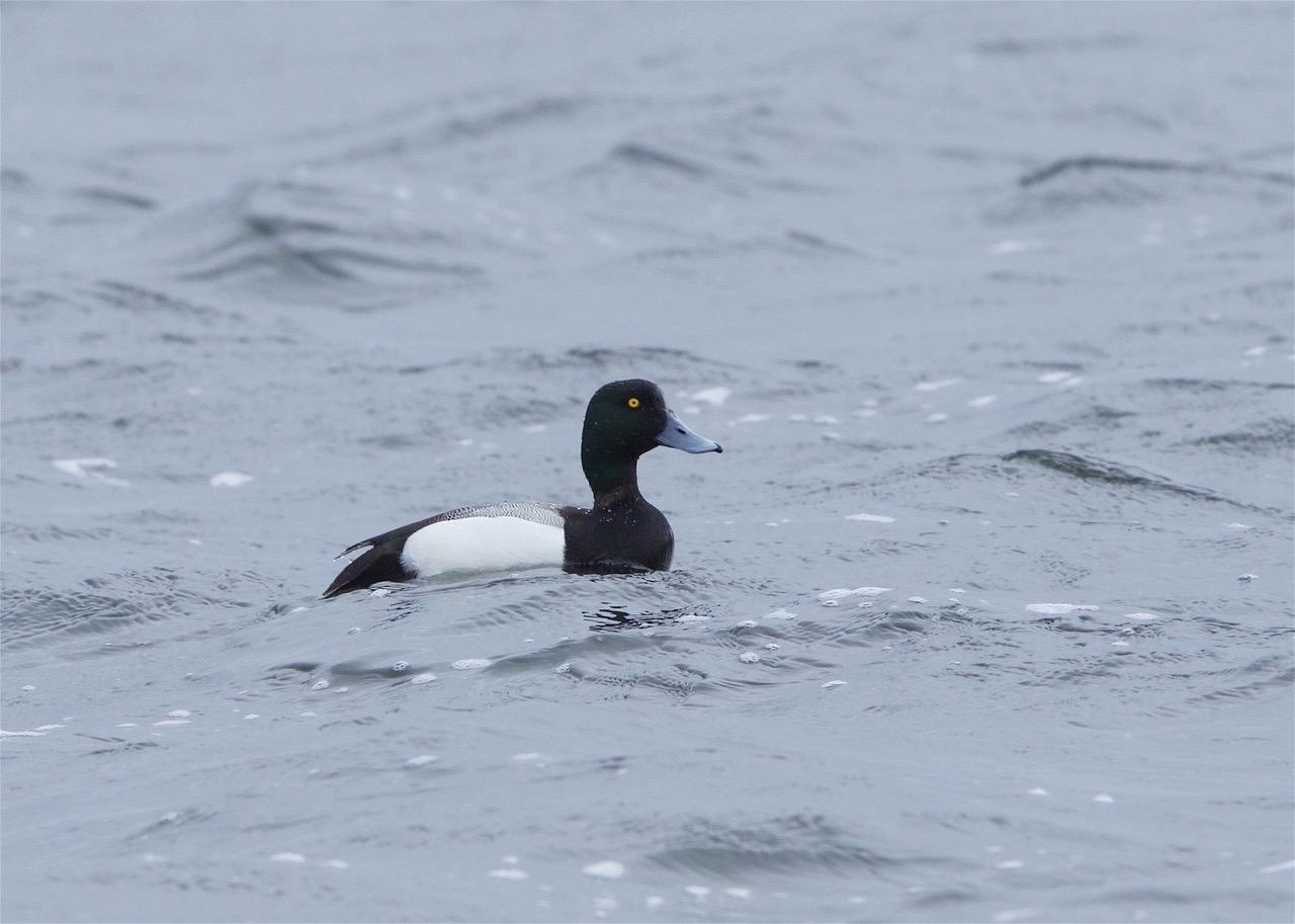 Scaup